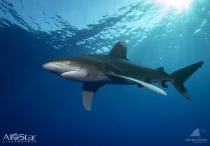 Red Sea BDE Liveaboard June 16-23 2025